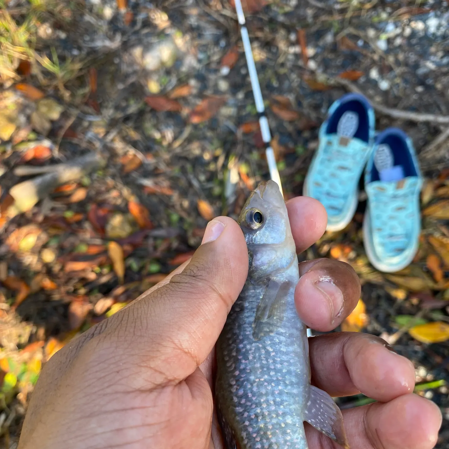 The most recent Mummichog catches on Fishbrain