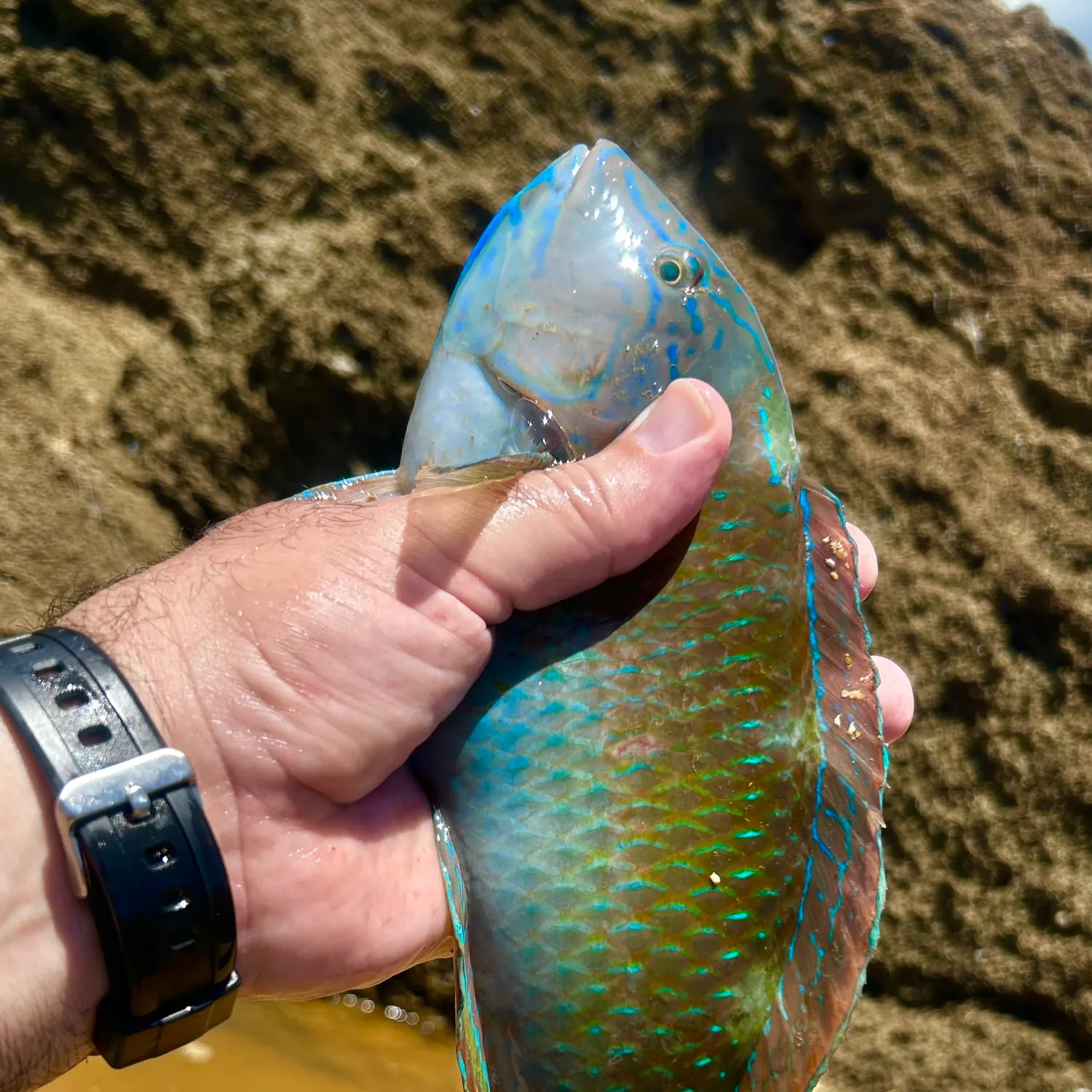 The most recent Blue-barred parrotfish catches on Fishbrain