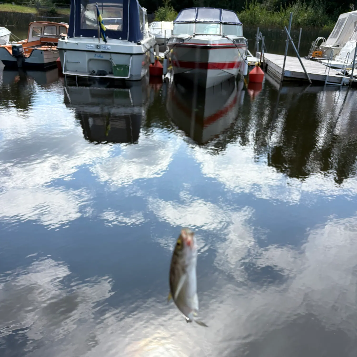 The most recent Sunbleak catches on Fishbrain