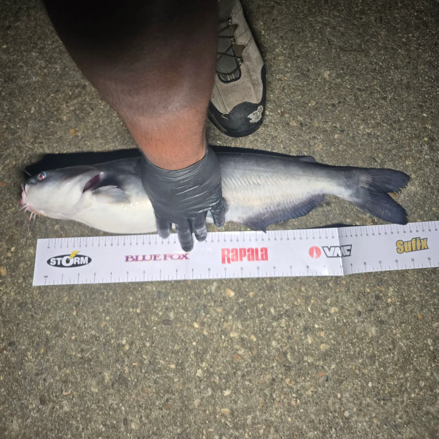 Channel catfish caught on Fishbrain