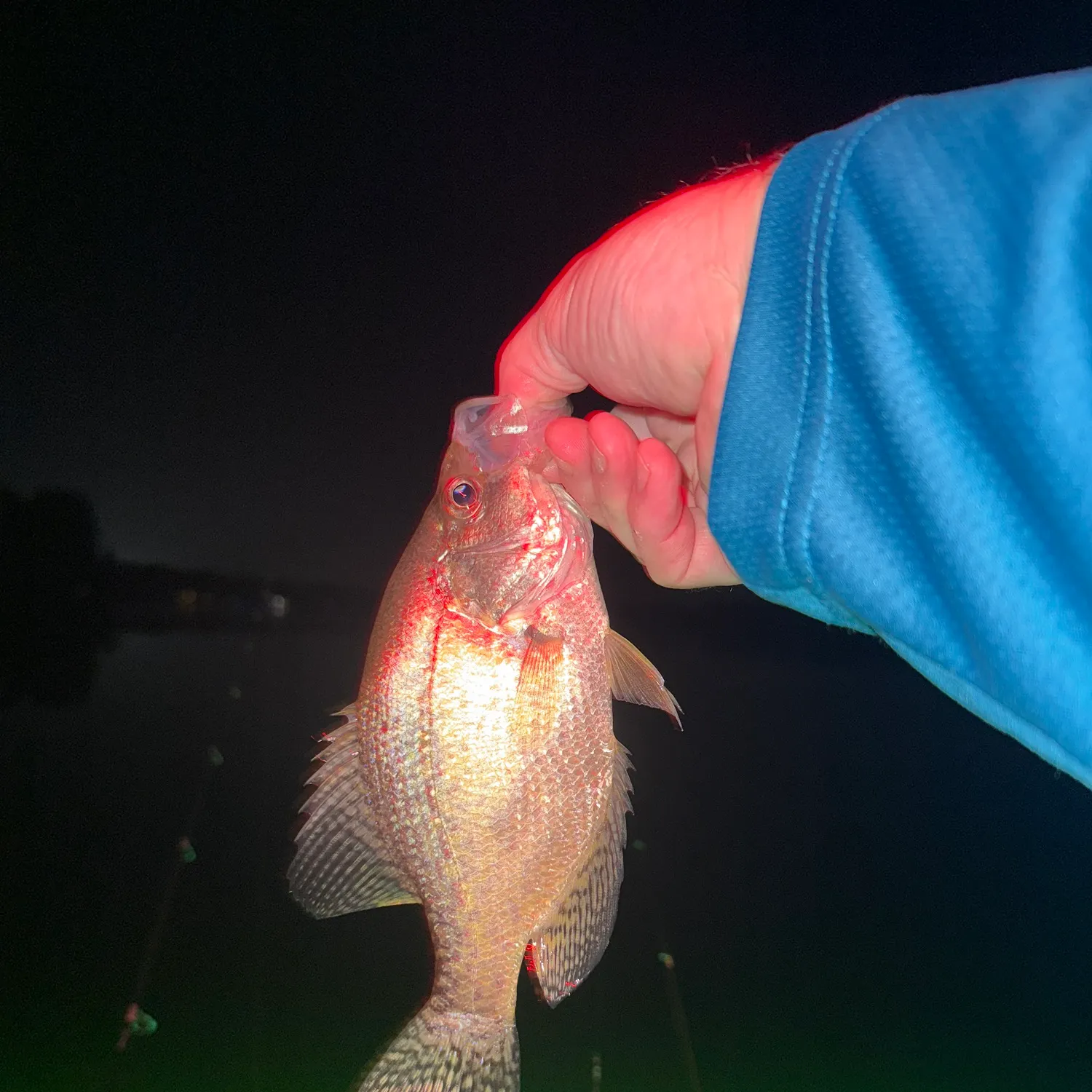 Black crappie caught on Fishbrain