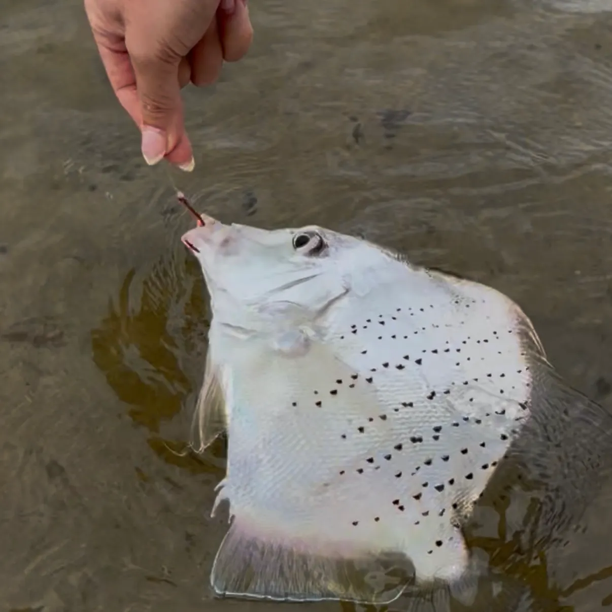 The most recent Spotted sicklefish catches on Fishbrain