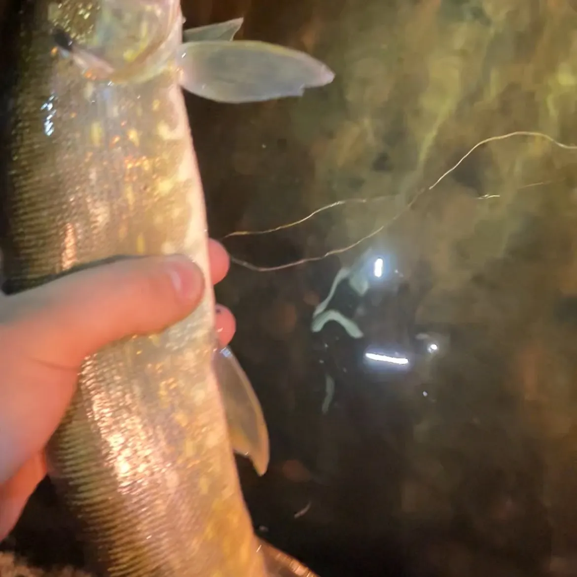 Northern pike caught on Fishbrain
