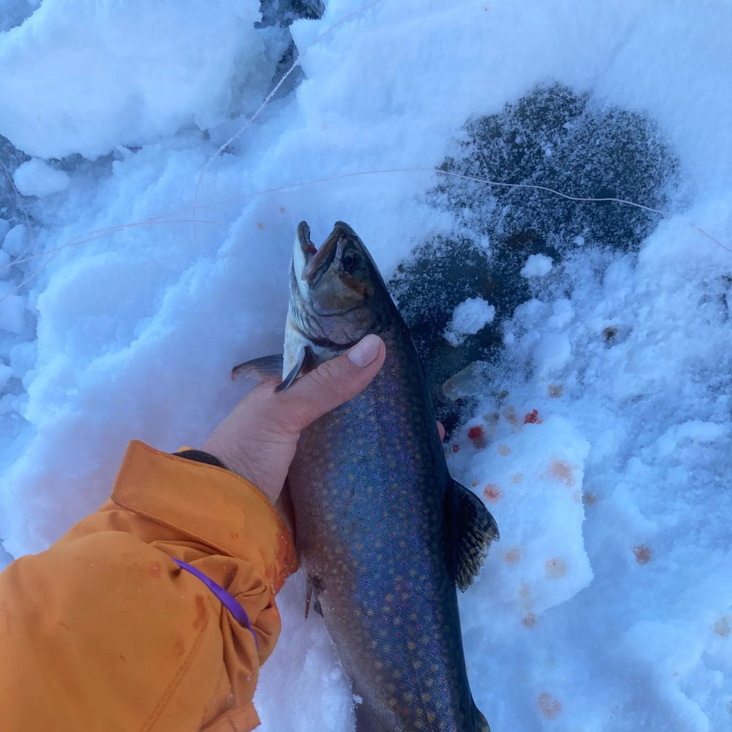 The most recent Brook trout catches on Fishbrain