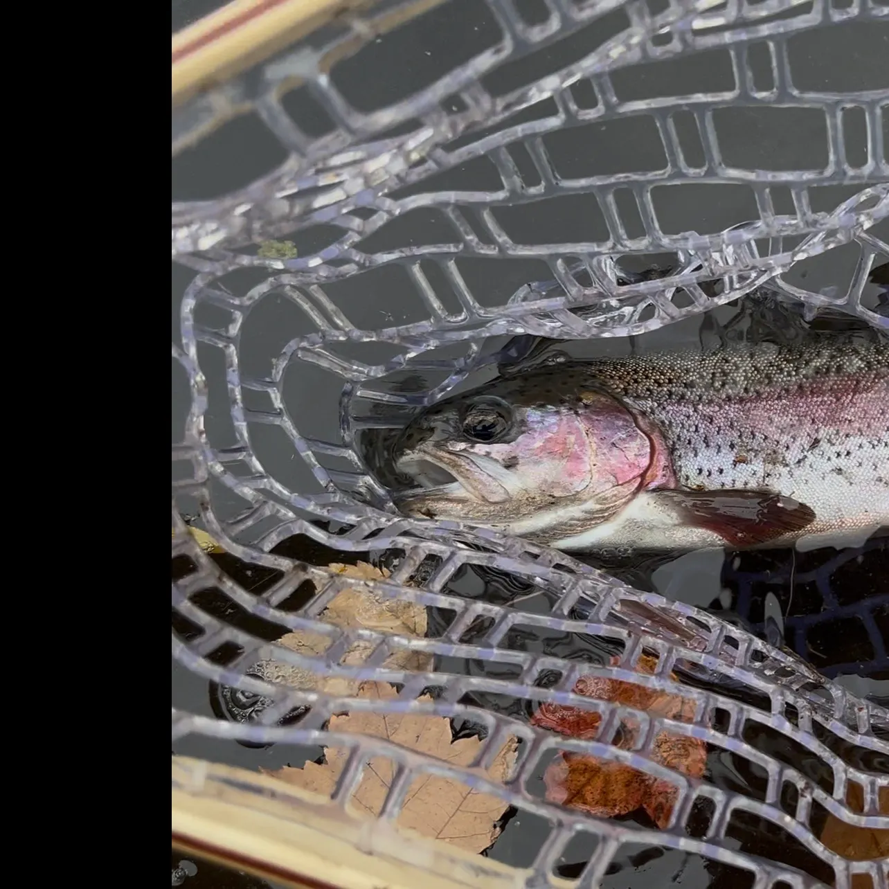 Rainbow trout caught on Fishbrain