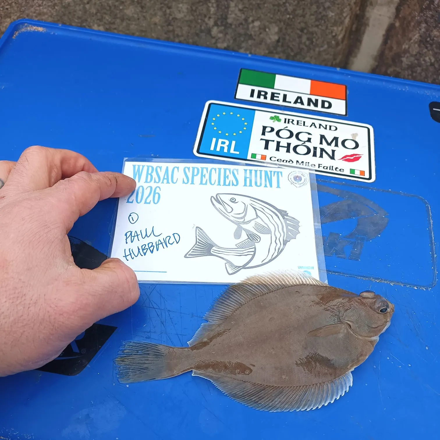 The most recent Common dab catches on Fishbrain