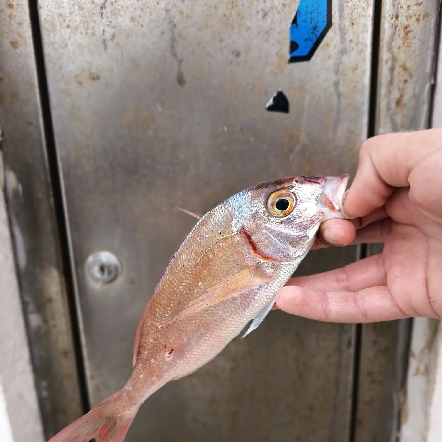 The most recent Common pandora catches on Fishbrain