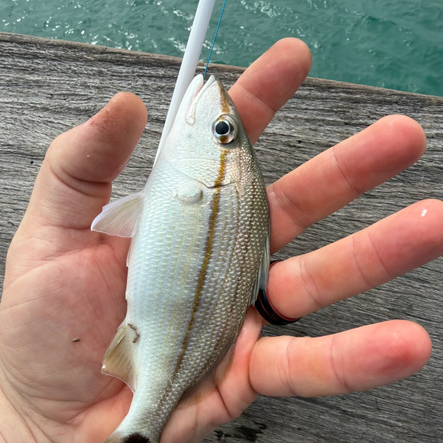 The most recent West Atlantic bonefish catches on Fishbrain