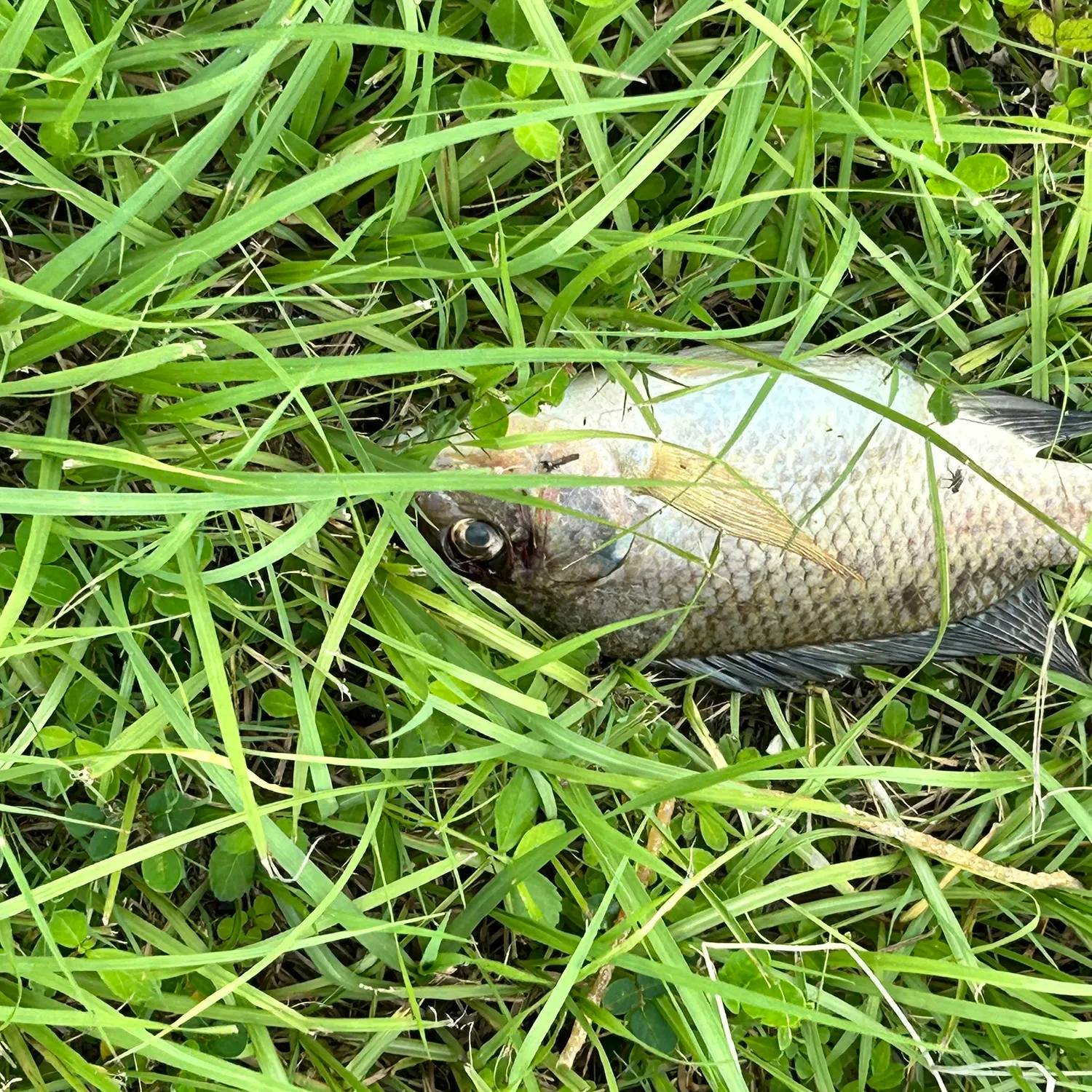 Nile tilapia caught on Fishbrain