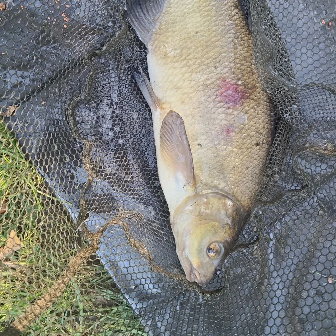 Common bream caught on Fishbrain