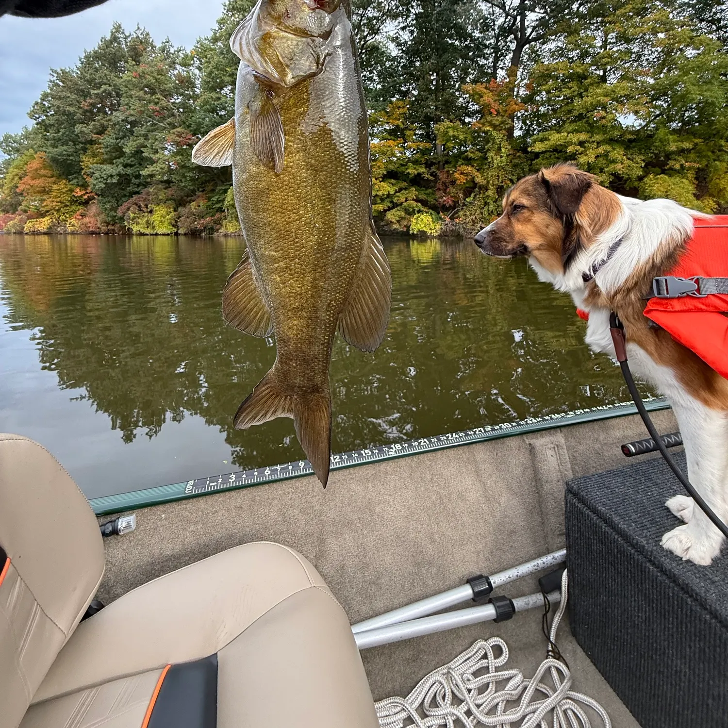 Smallmouth bass caught on Fishbrain