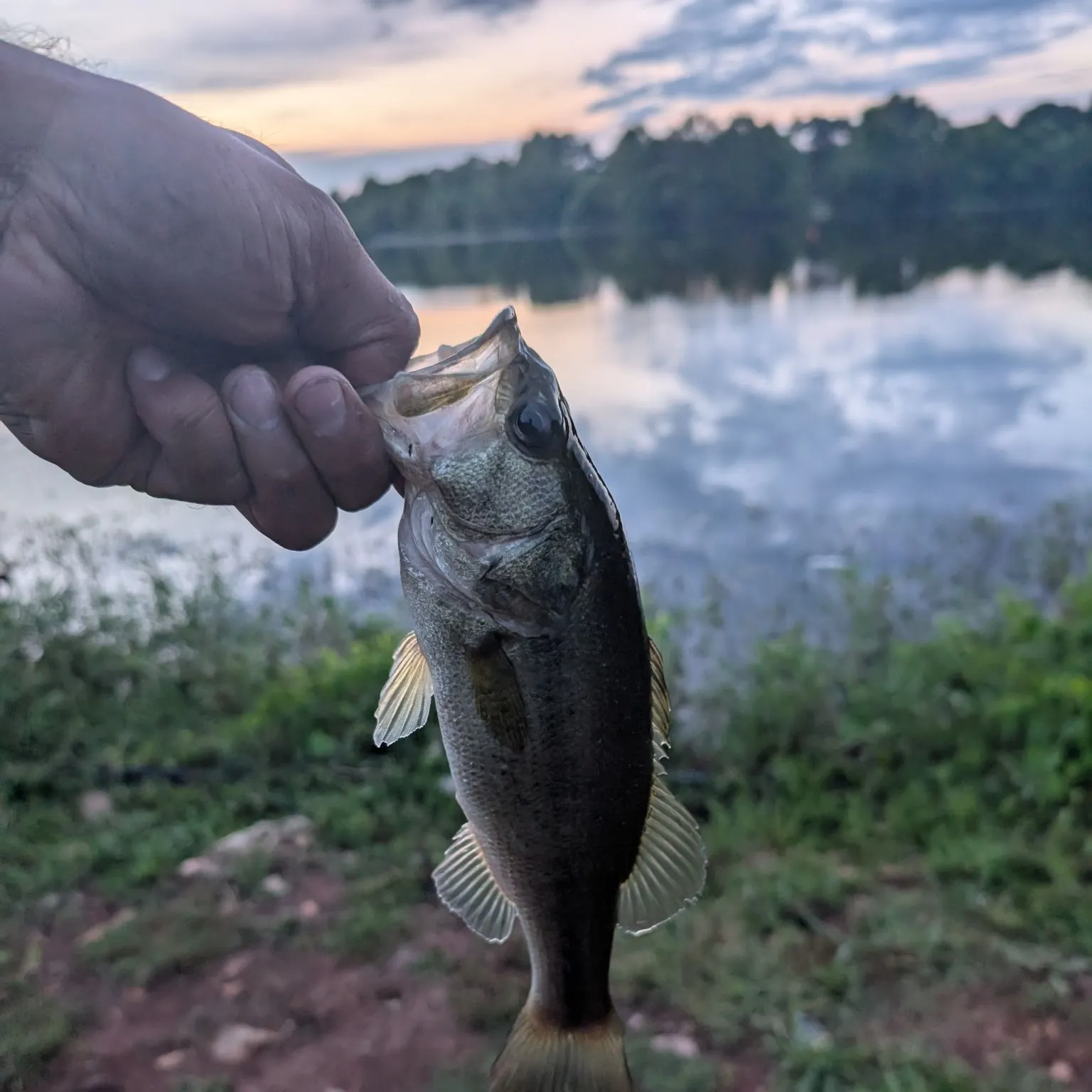 Largemouth bass caught on Fishbrain