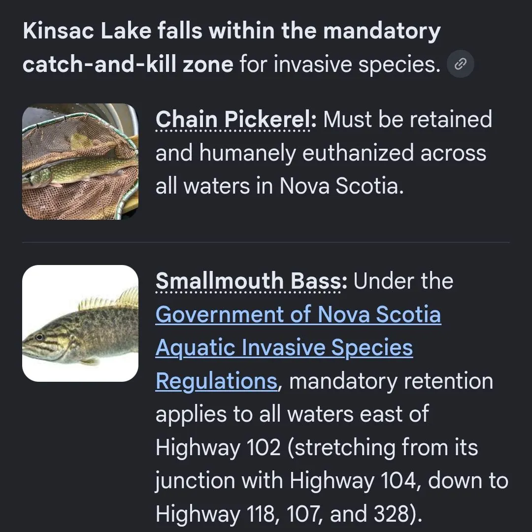 Smallmouth bass caught on Fishbrain