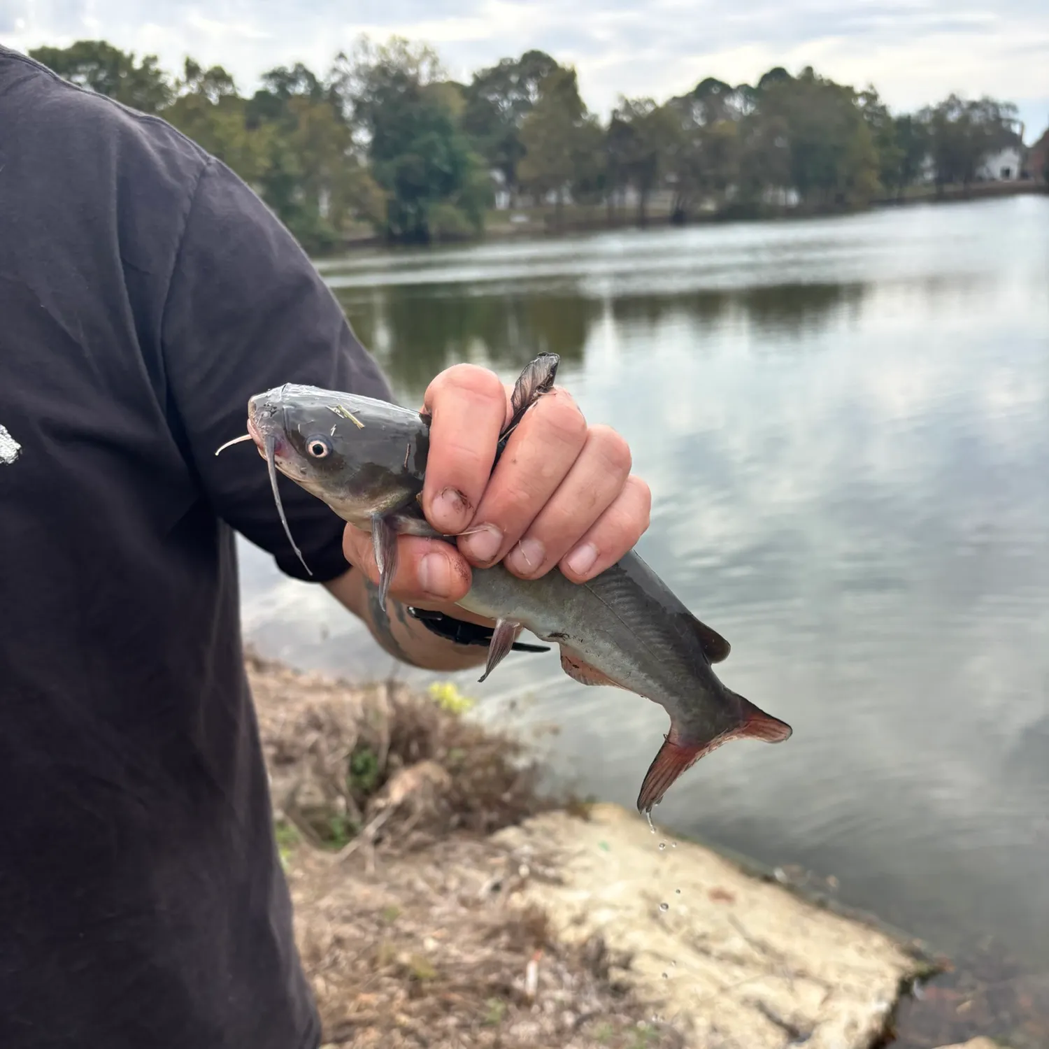 The most recent White bullhead catches on Fishbrain