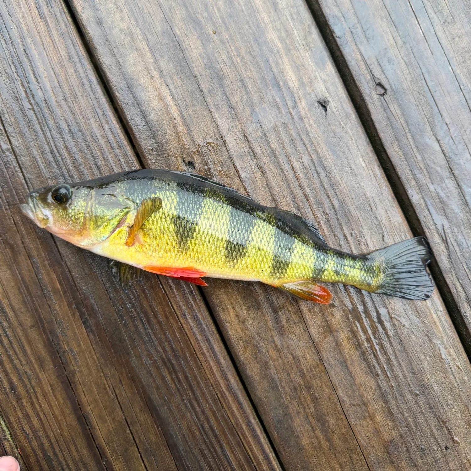 Yellow perch caught on Fishbrain