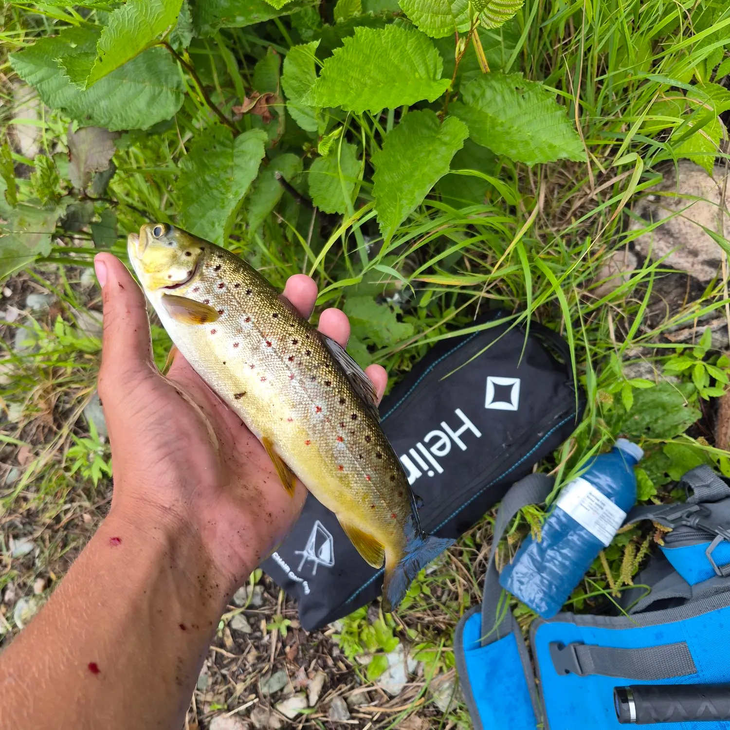 Brown trout caught on Fishbrain