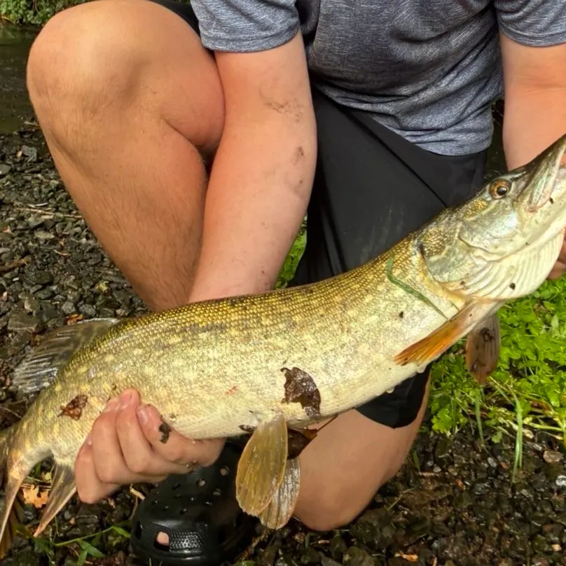 Northern pike caught on Fishbrain
