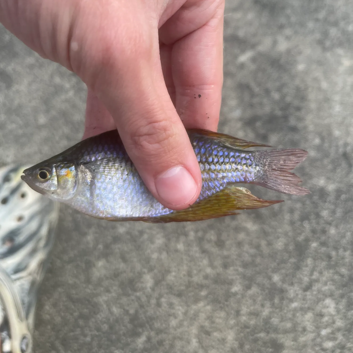 The most recent Lake Kutubu rainbowfish catches on Fishbrain