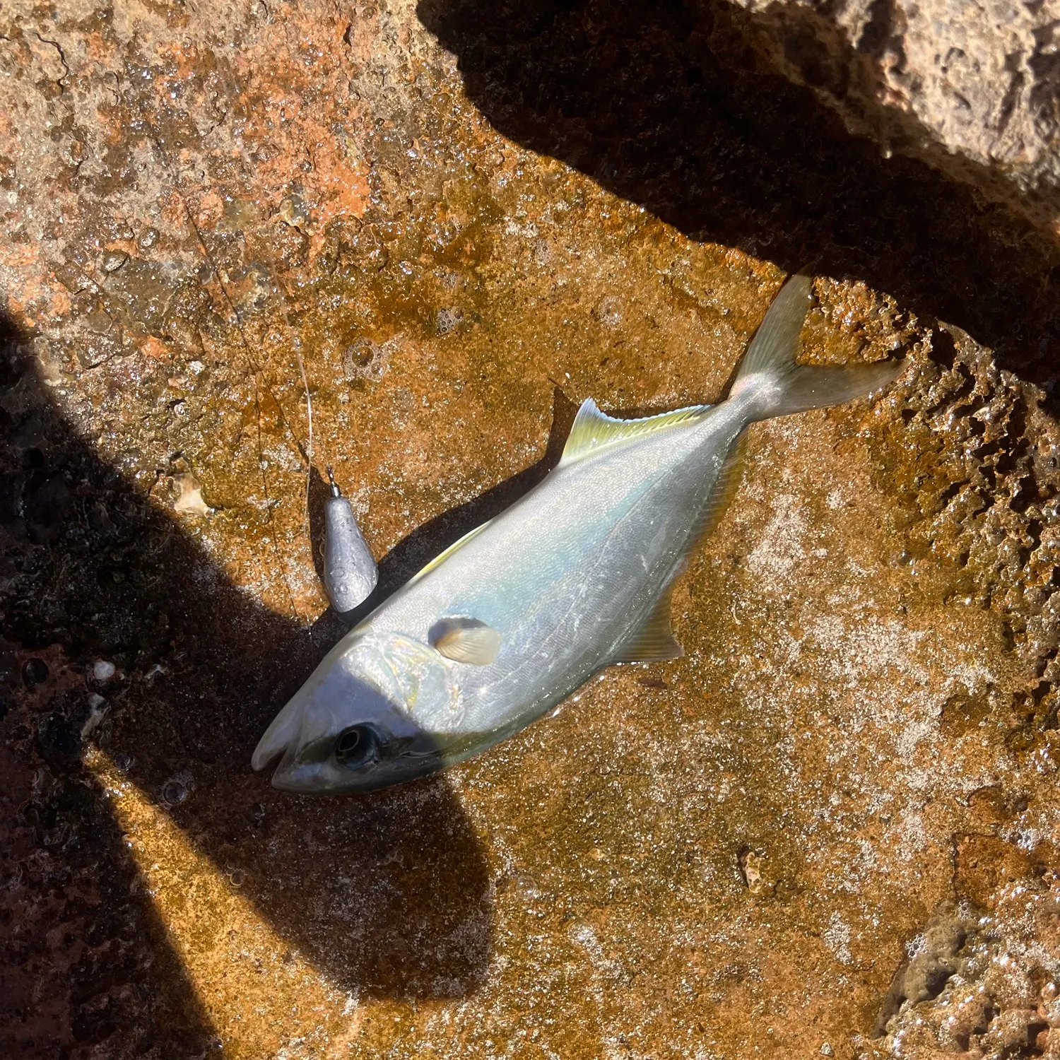 Southern yellowtail amberjack caught on Fishbrain