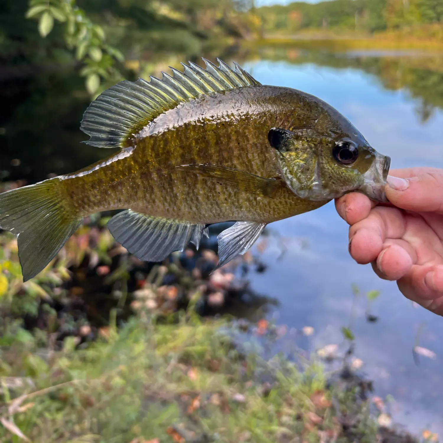 Bluegill caught on Fishbrain