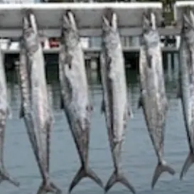 King mackerel caught on Fishbrain