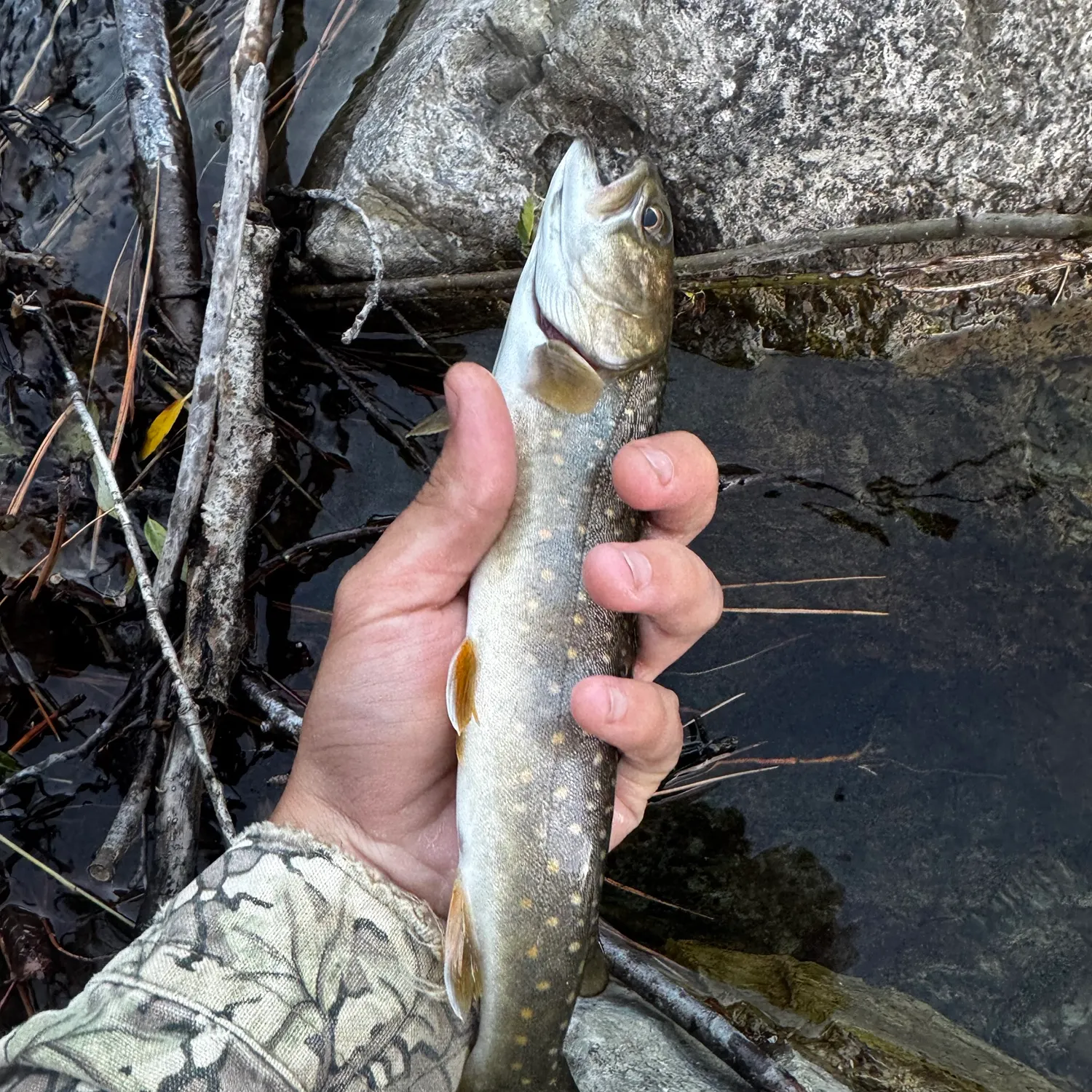 Bull trout caught on Fishbrain
