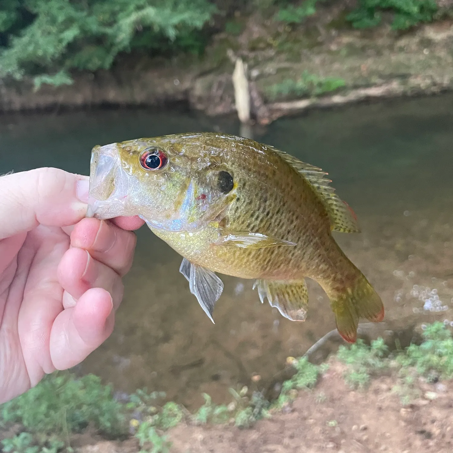 The most recent Warmouth catches on Fishbrain