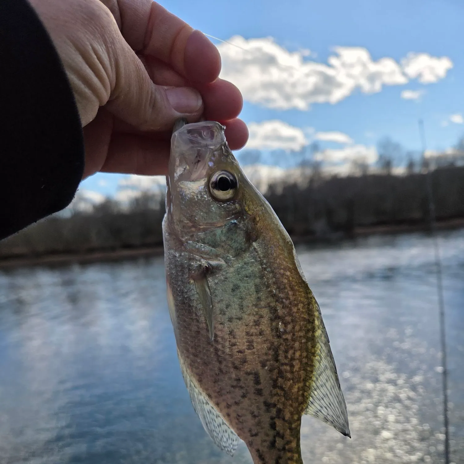 The most recent Black crappie catches on Fishbrain