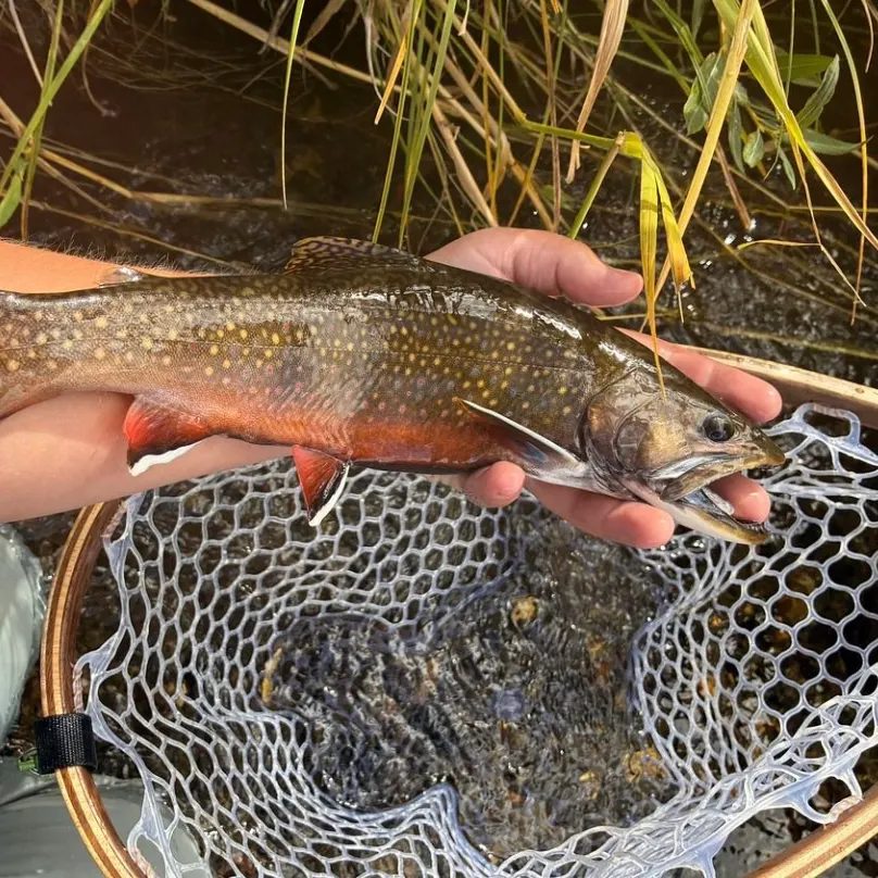 Brook trout caught on Fishbrain