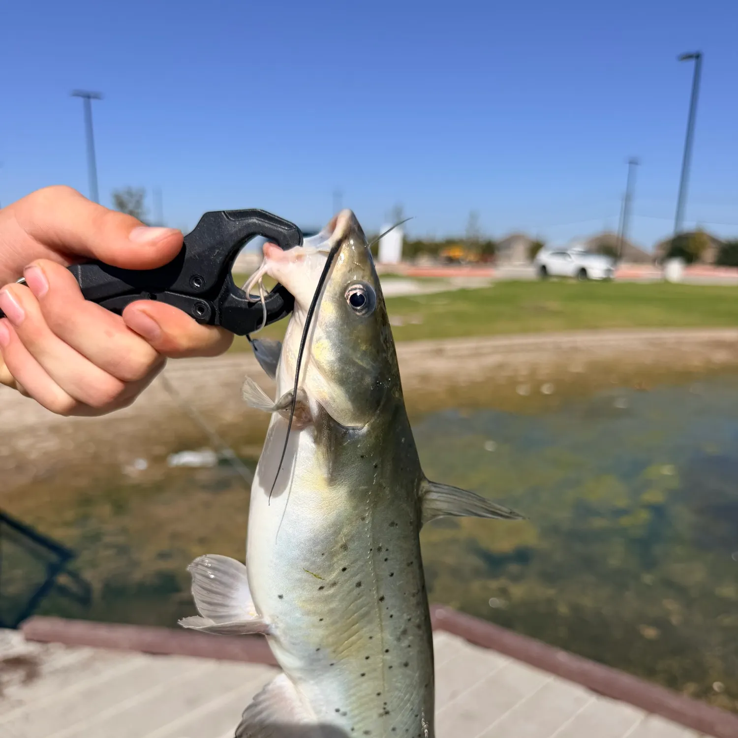 Channel catfish caught on Fishbrain