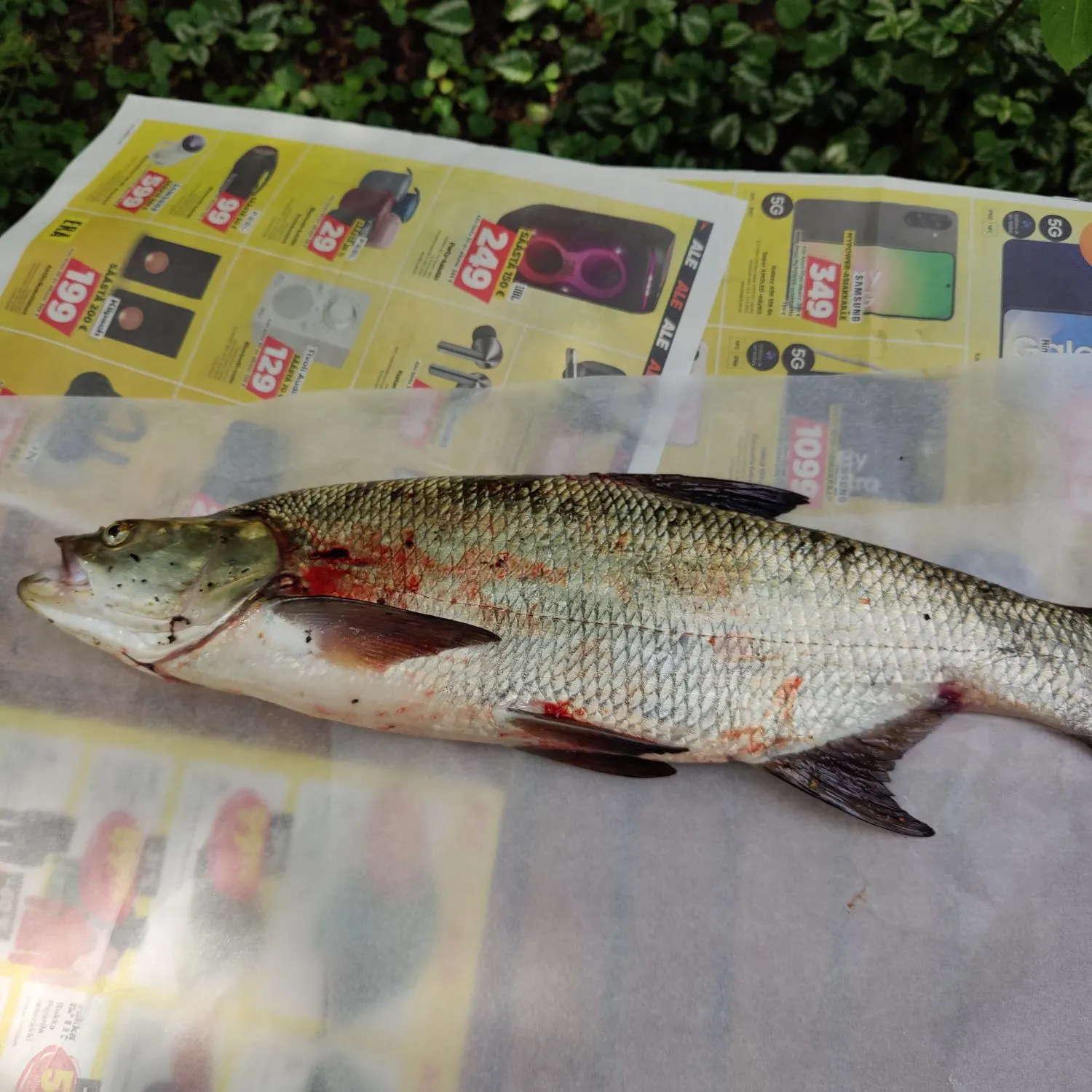 recently logged catches