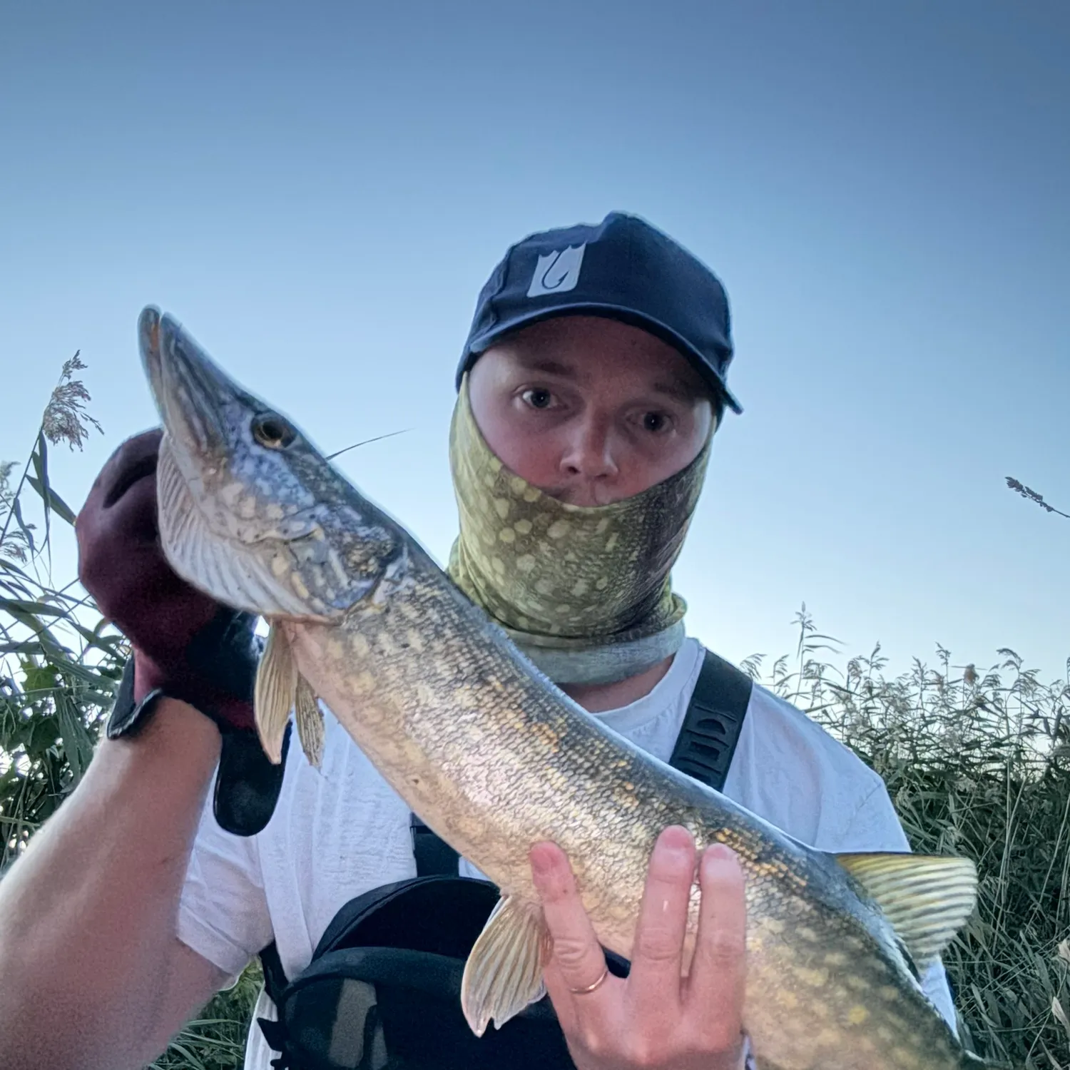 Northern pike caught on Fishbrain