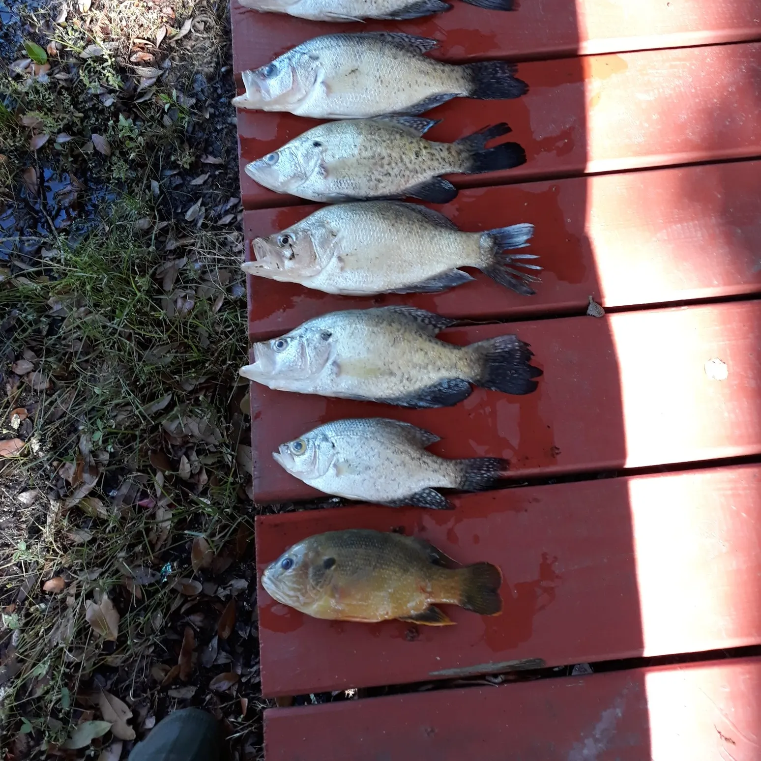 recently logged catches