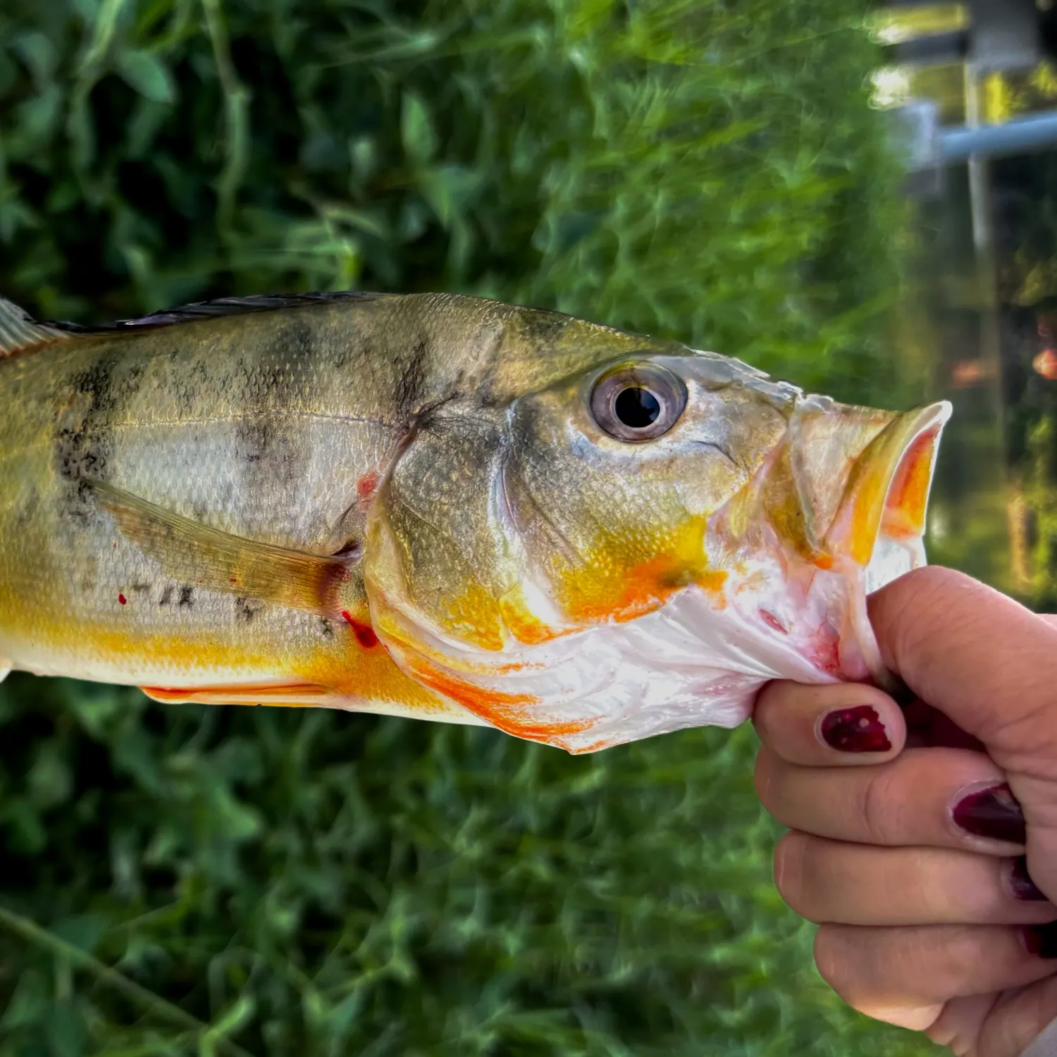catch