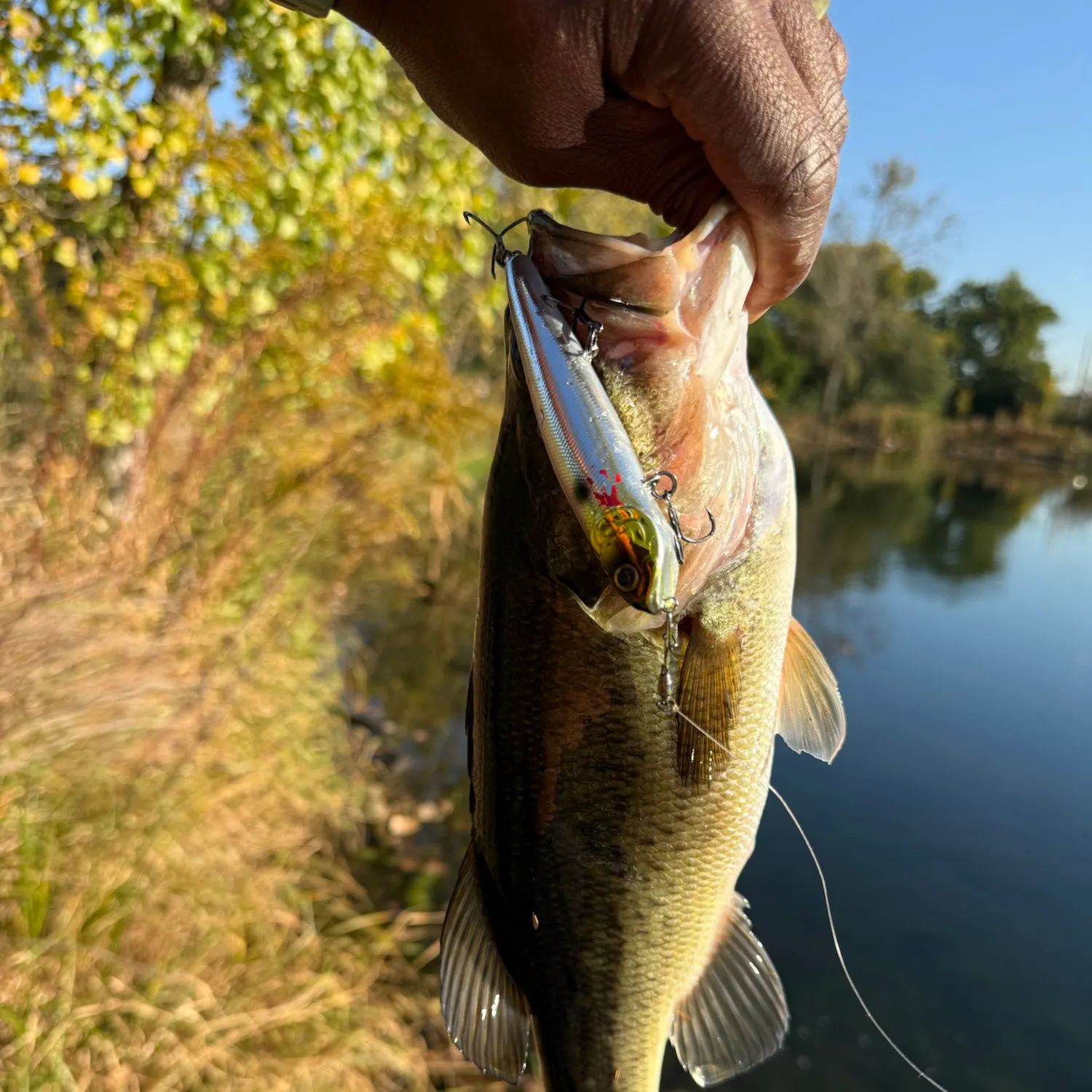 Largemouth bass caught on Fishbrain