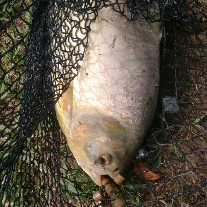 angler catch