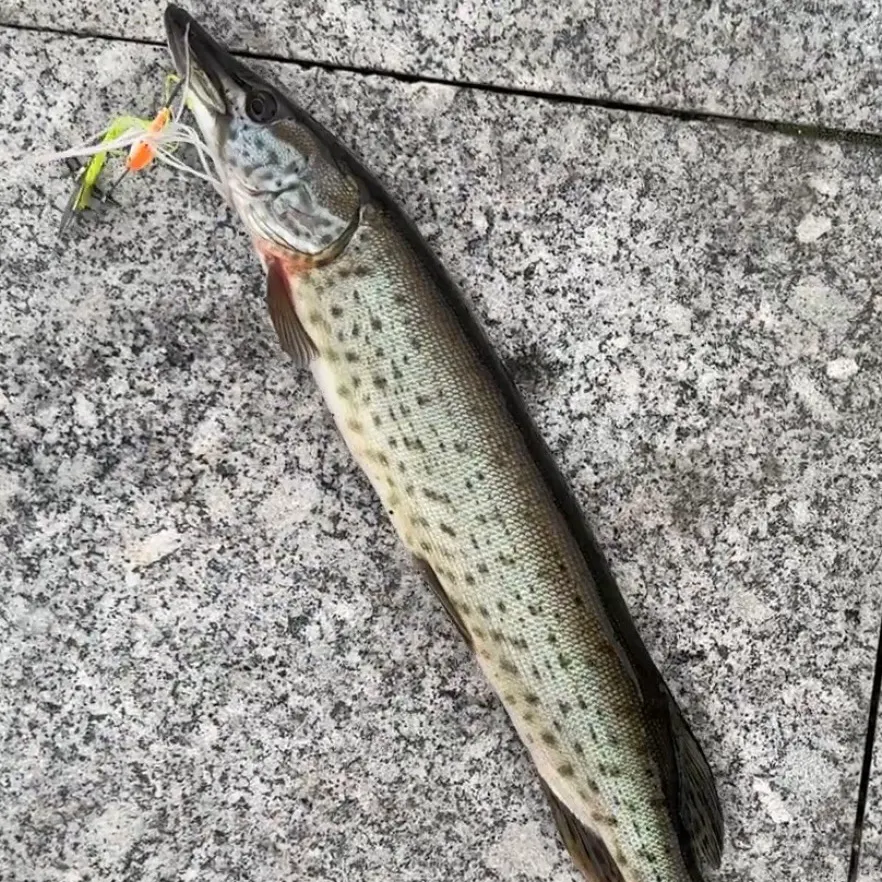 The most recent Amur pike catches on Fishbrain