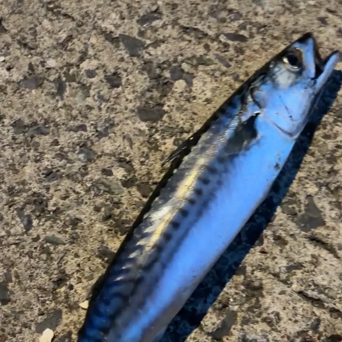 Atlantic mackerel caught on Fishbrain