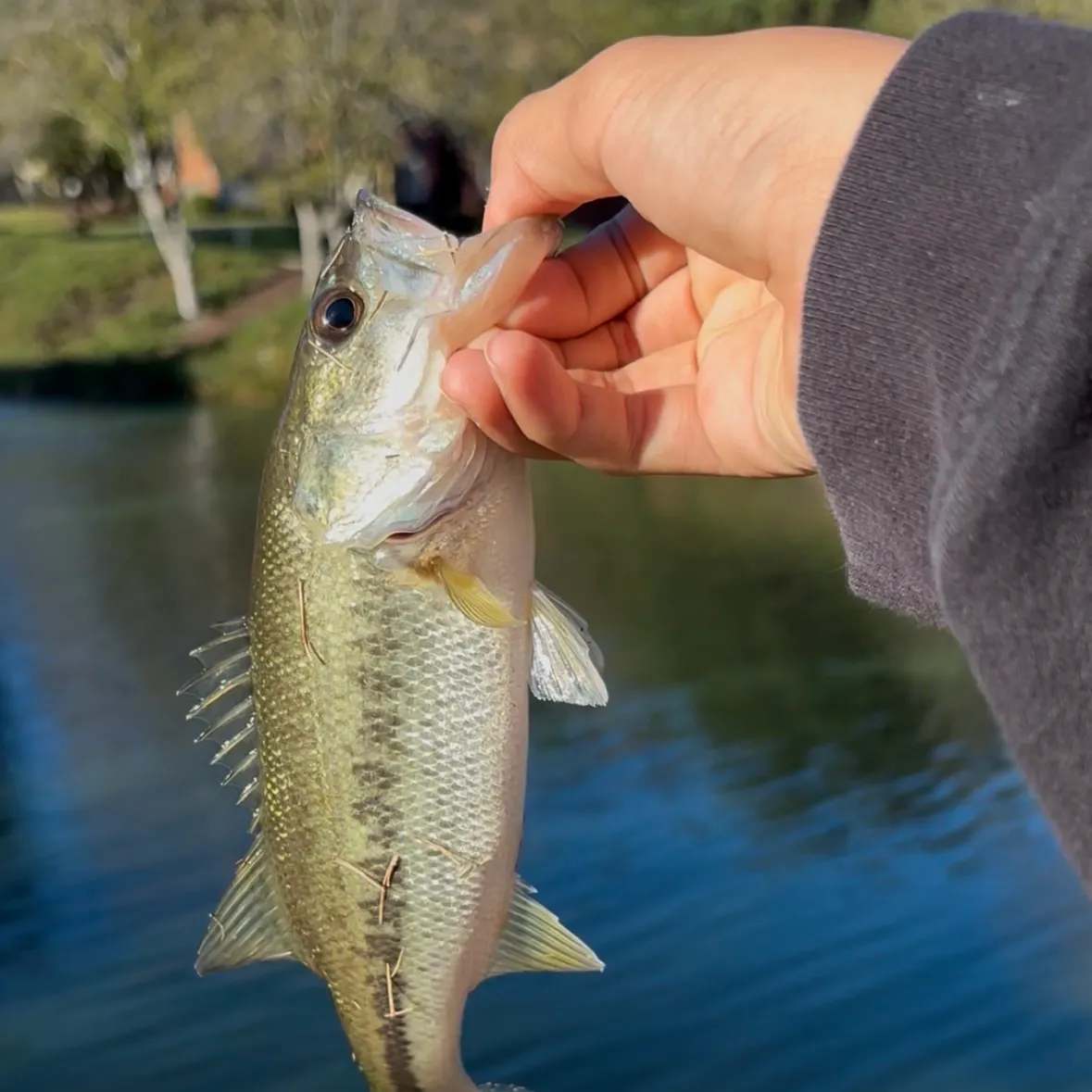 Largemouth bass caught on Fishbrain