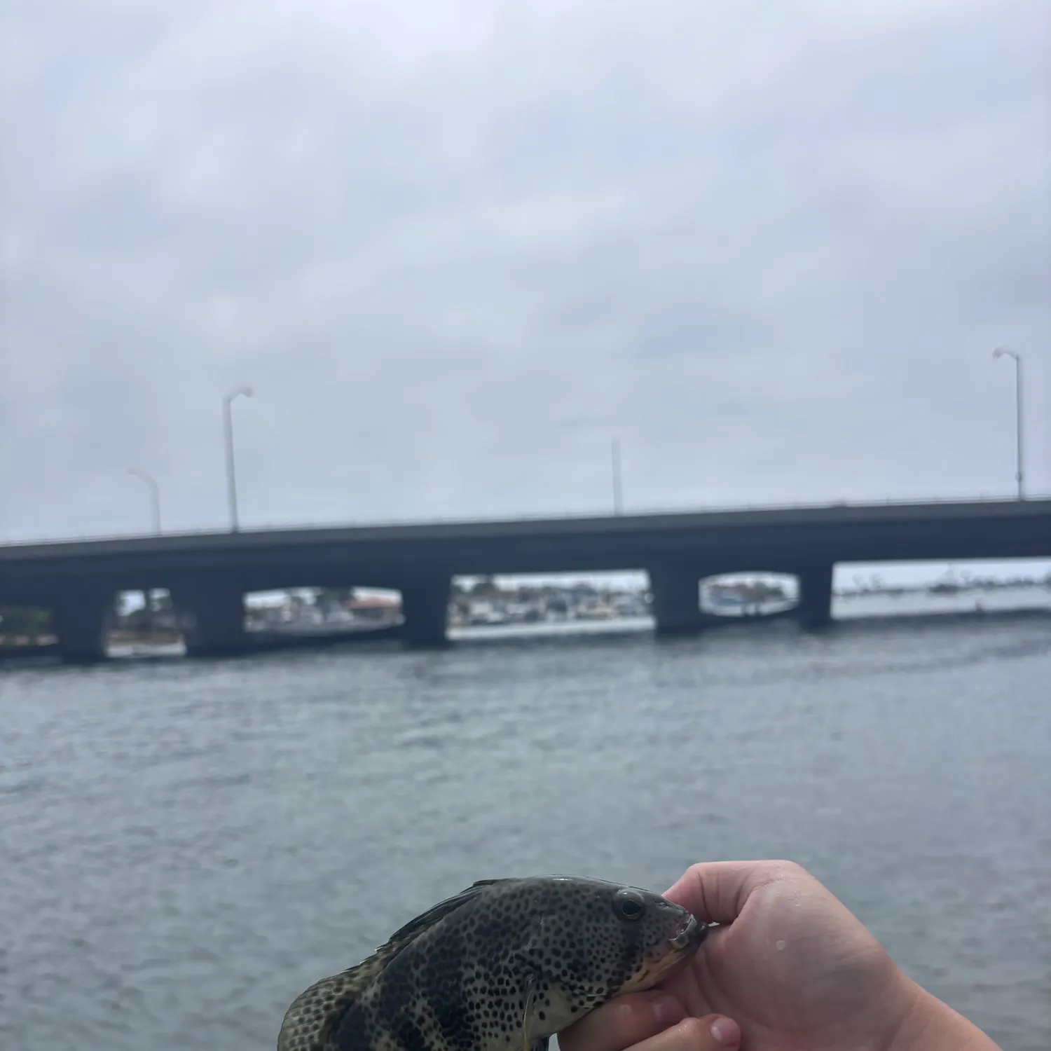 Spotted sand bass caught on Fishbrain