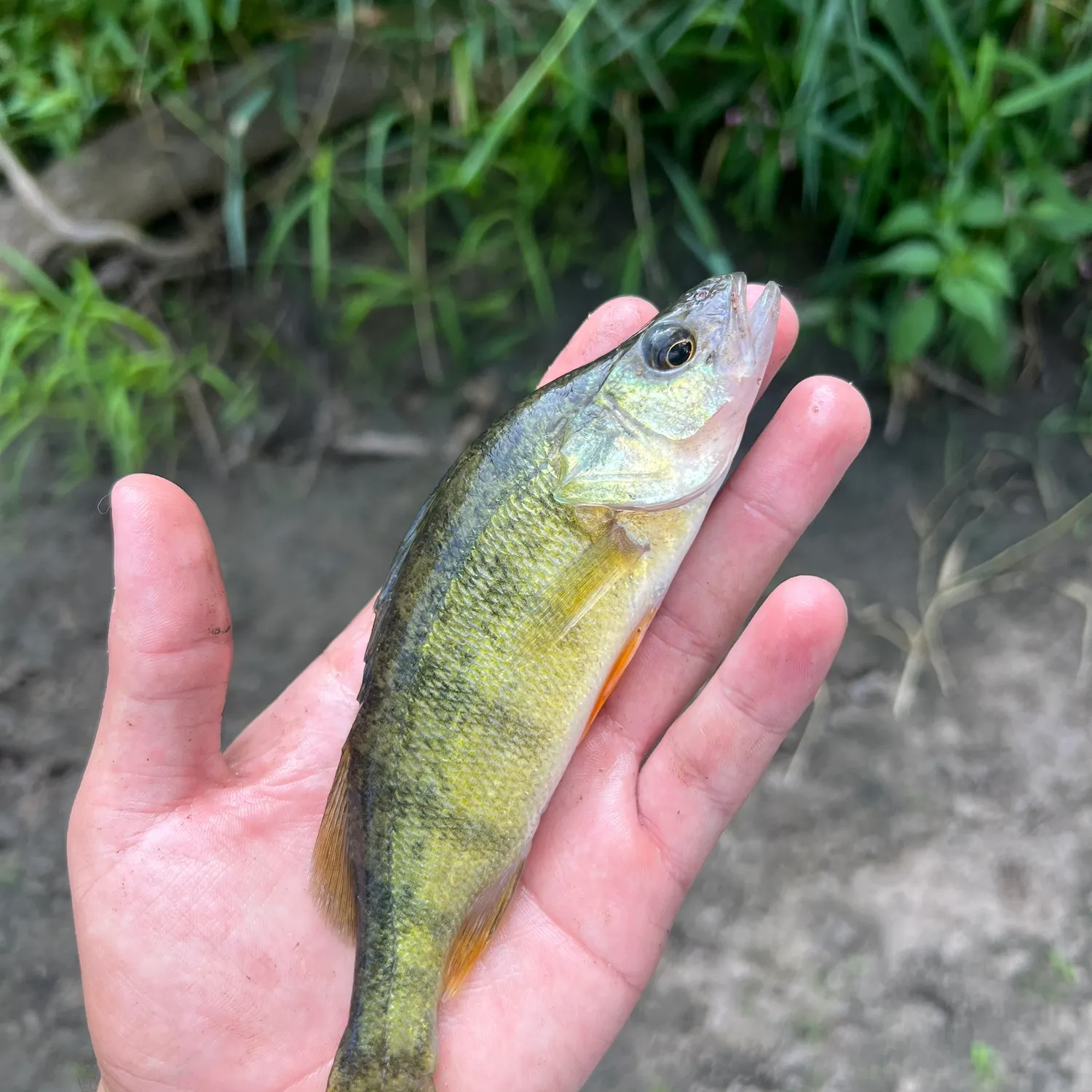 Yellow perch caught on Fishbrain