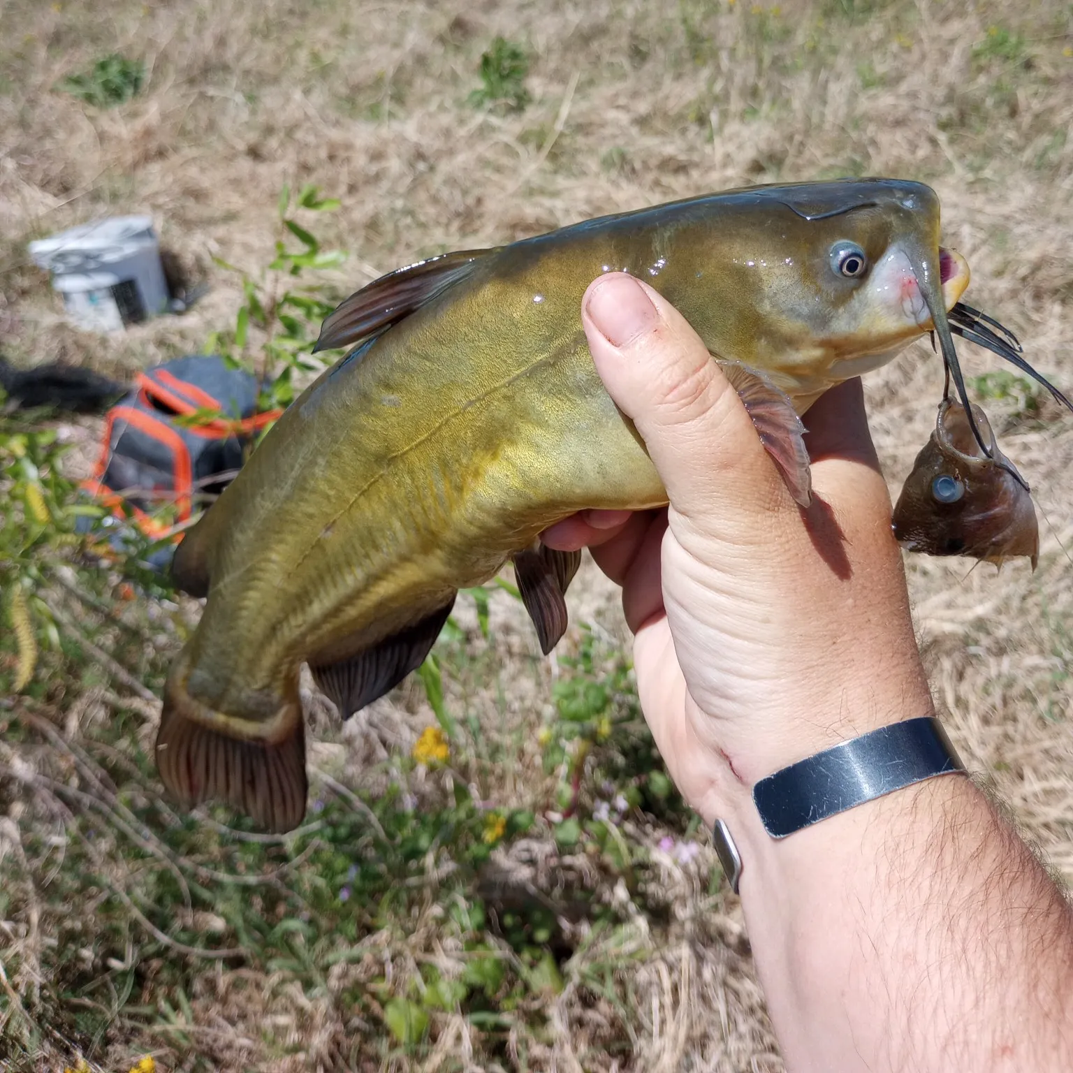ᐅ Saint Louis Bayou fishing reports🎣• Bayou Cane, LA (United States ...