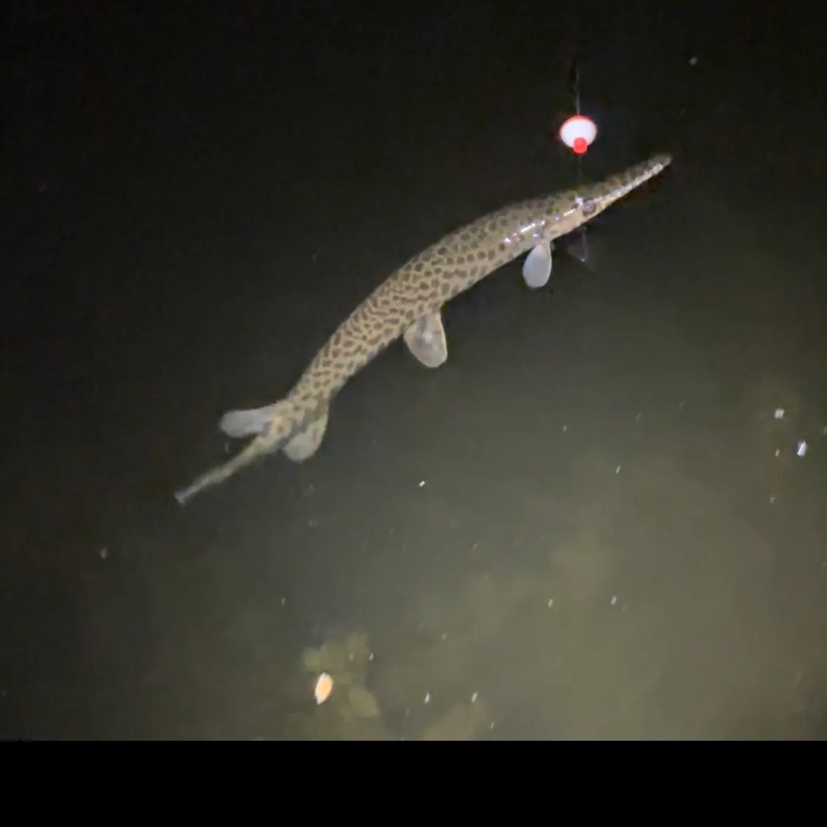 Longnose gar caught on Fishbrain