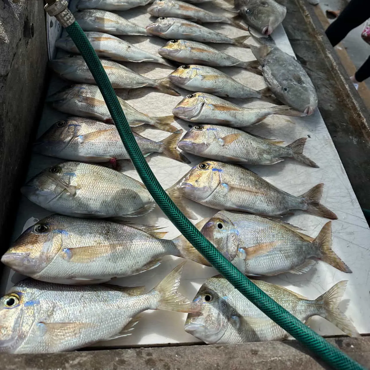 The most recent Silver porgy catches on Fishbrain