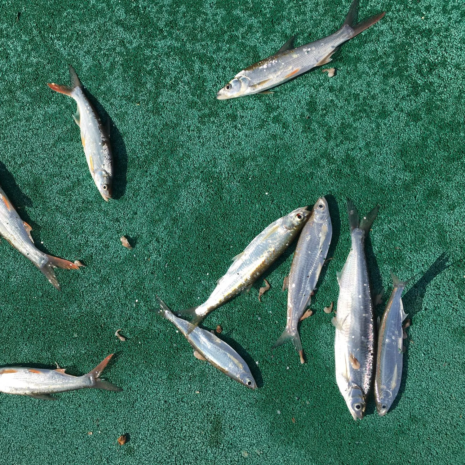 recently logged catches