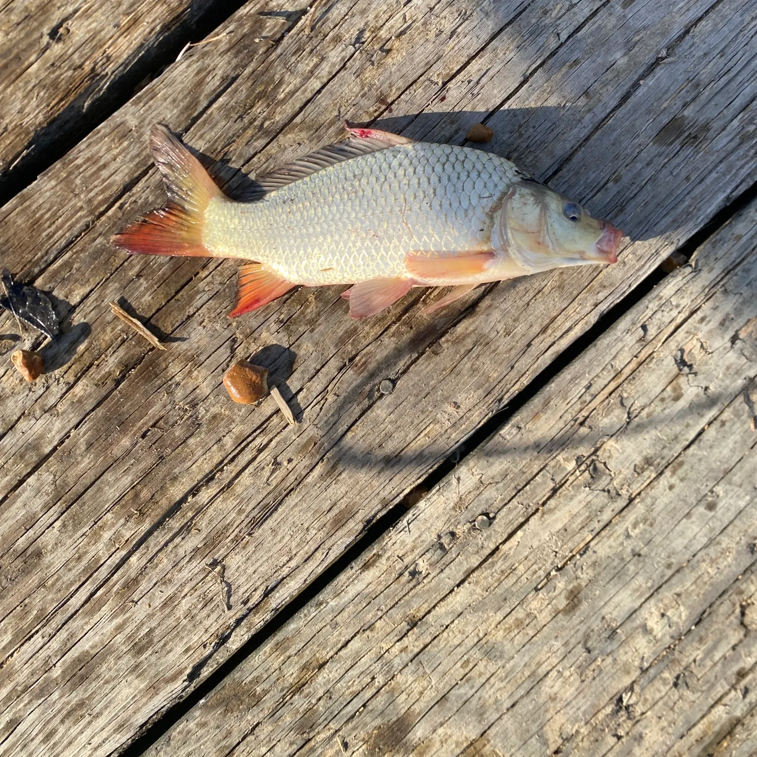 Common carp caught on Fishbrain