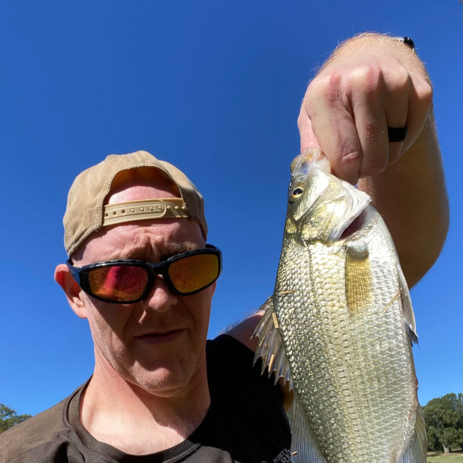 White perch caught on Fishbrain