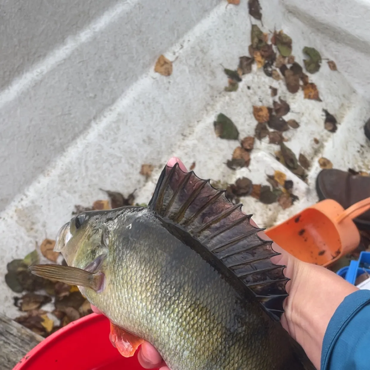 European perch caught on Fishbrain