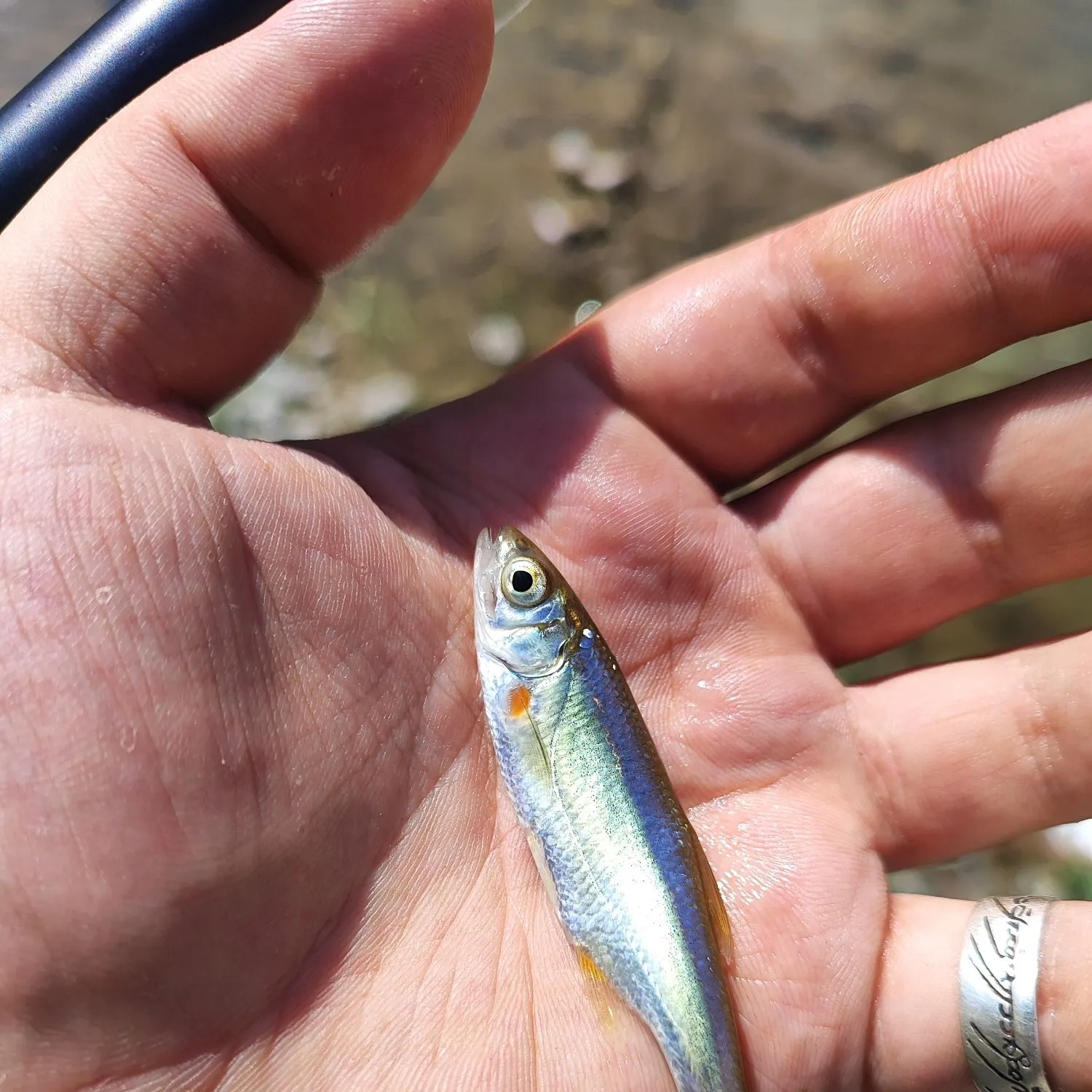 The most recent Vairone catches on Fishbrain