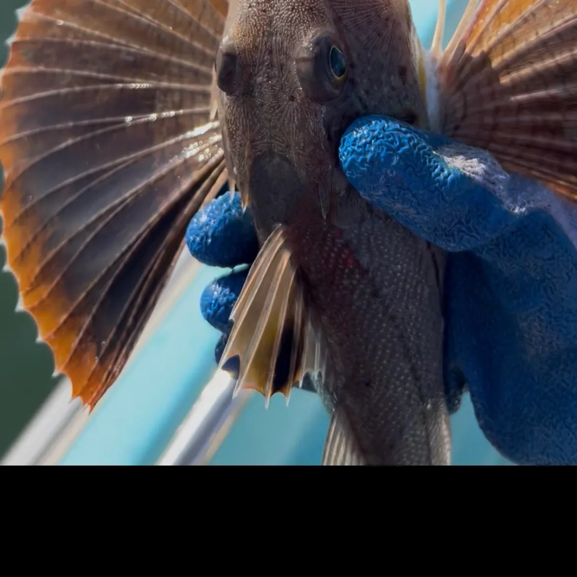 Striped searobin caught on Fishbrain